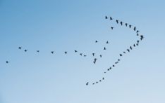 “鸿雁来”与“鸿雁来宾”差异在哪？