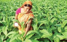 尽管过去十五年间孟加拉烟草消费量有所下降，但仍高于全球及东南亚地区平均水平 