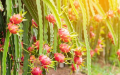 中巴合作将巴基斯坦盐碱沿海荒地改造成火龙果种植基地