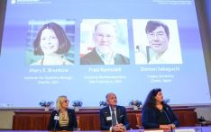 特殊材料助力脱碳、为量子技术辟新路、发现免疫系统“密码”，诺贝尔自然科学三大奖出炉