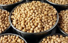 受益中国需求，巴西大豆产销两旺