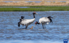 西藏：月影下，翩翩鹤舞