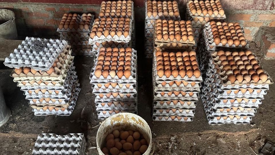 eggs2-7lh011i4y6wty312uuv9iyb5kl2kh9d4ybqrhg1ereo