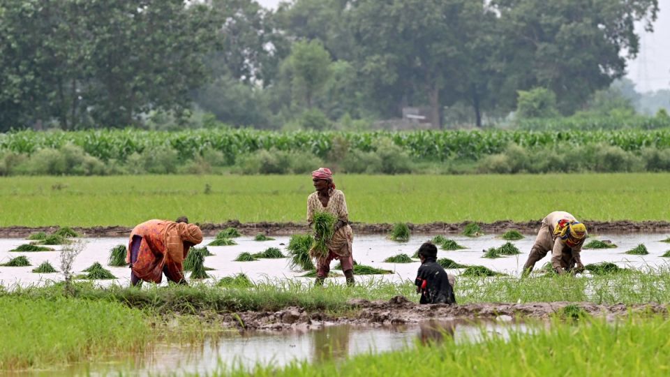 AFP__20250721__67CP7T3__v1__MidRes__PakistanEconomyAgriculture-7lnt82qpqn4fsphpyc3k9vc8pliq3ryv6r8pttnv1a8