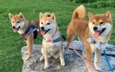 新加坡媒体：10月，新加坡“毛孩子”的快乐清单