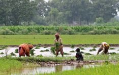 巴基斯坦稻农抱怨米厂“不合理扣重”