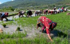 不丹押注农业，推动经济增长与粮食安全