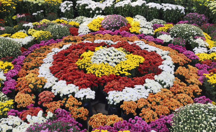 फूलको महोत्सव, तिहारको उत्सव — भृकुटीमण्डपमा तेस्रो तिहार फ्लोरा एक्स्पो सुरु