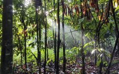 研究发现亚马孙森林正在“长胖”