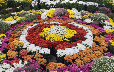 फूलको महोत्सव, तिहारको उत्सव — भृकुटीमण्डपमा तेस्रो तिहार फ्लोरा एक्स्पो सुरु