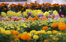 灯节花卉博览会在加德满都盛大开幕，七百种花卉齐亮相