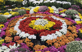 फूलको महोत्सव, तिहारको उत्सव — भृकुटीमण्डपमा तेस्रो तिहार फ्लोरा एक्स्पो सुरु