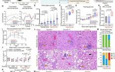 血液中的突变或是代谢疾病“推手”