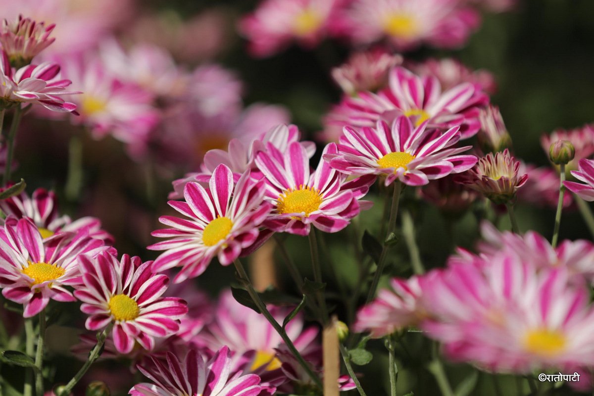 flower-(6)_jnbqUIuHT3