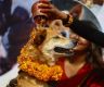 Kukur Tihar being observed today