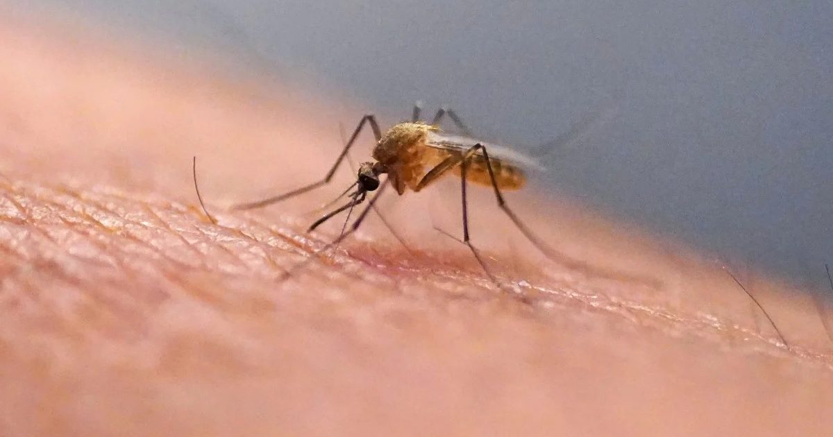 iceland-mosquito8001-aspect-ratio-600-3156568