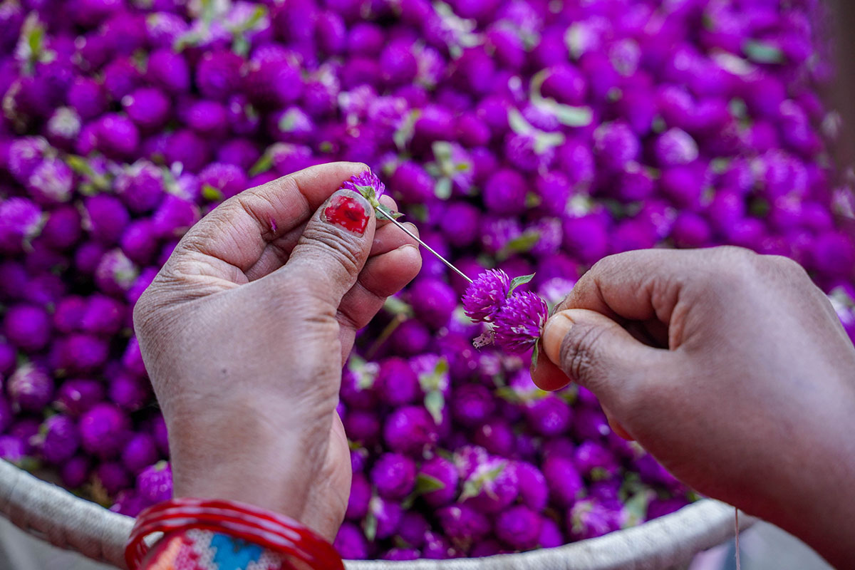 makhamali-flower-(9)-1699513524