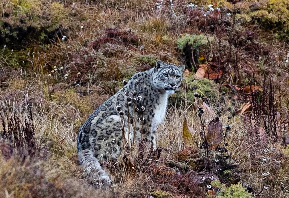 imgi1snowliyopardmanojphoto2221020250825531000x0-1761195837