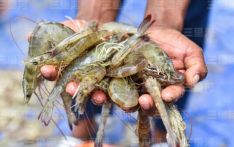 印度卖不出，美国吃不上