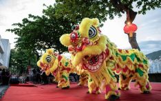 巴西首个华社醒狮团：岭南流脉 南美传声