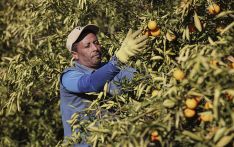 英媒：一杯橙汁为何变得这么贵？