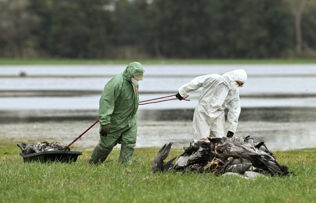 e6af94e588a9e697b6e5869ce59cbae78886e58f91h5n1e7a6bde6b581e6849fe796abe68385-e980be6e4b887e58faae781abe9b8a1e8a2abe68991e69d80