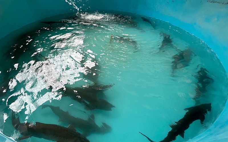 caviar-and-trout-bhutans-emerging-aquaculture-industry_7871