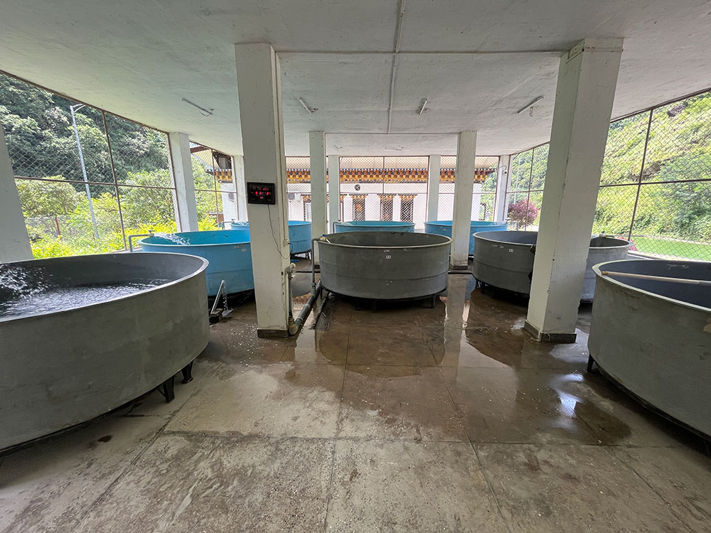 sturgeon-farming-in-bhutan-caviar