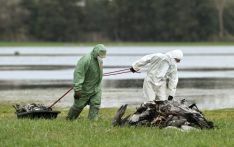 禽流感疫情蔓延至比利时 约7.6万只家禽被扑杀