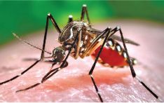 尼泊尔75个地区登革热病例超6600例