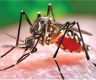 尼泊尔75个地区登革热病例超6600例