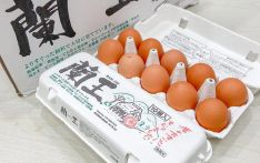 日本鸡蛋价格逼近历史最高值 变身“高级食材”