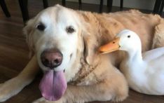 AI让动物演员面临就业危机