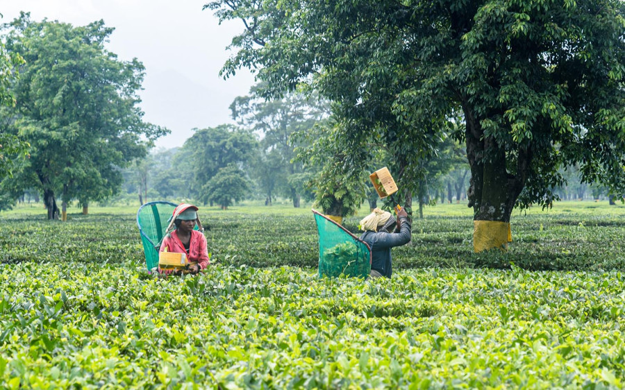 High-value exports shrink despite overall export boom