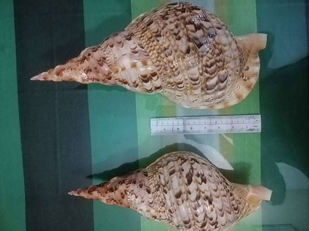 Weixin Image_20251031021641