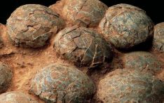 恐龙蛋化石藏着什么秘密（唠“科”）