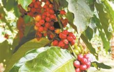 备受争议的猫屎咖啡究竟特别在哪