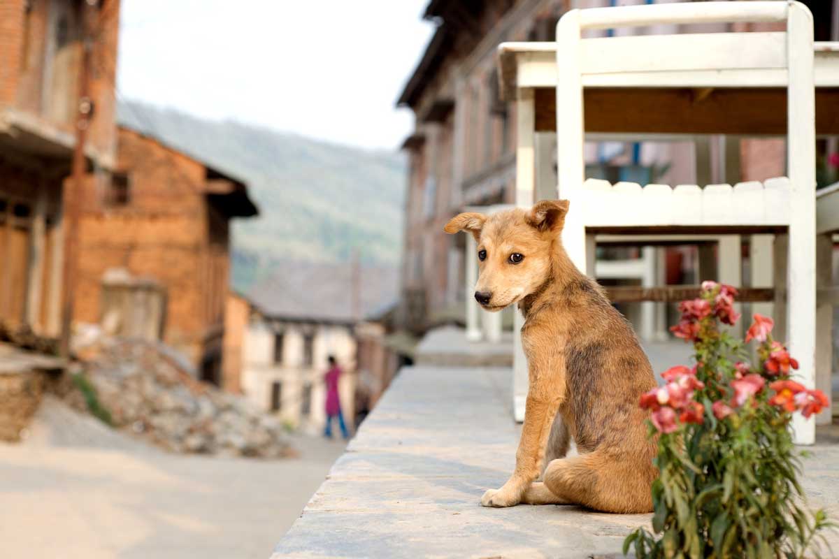 puppy-terrace-nepal_halleu