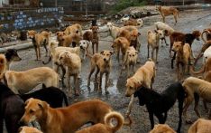 加德满都启动流浪动物管理计划：政府补贴2500卢比/只绝育费