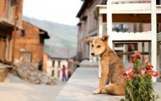 尼泊尔力争2030年前消除狂犬病：专家呼吁加大疫苗投资刻不容缓