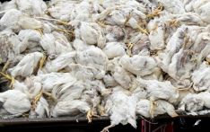 德国禽流感疫情加剧 近百万只禽类被扑杀