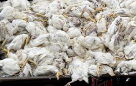 德国禽流感疫情加剧 近百万只禽类被扑杀