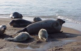 哈萨克斯坦里海沿岸发现百余只死亡海豹