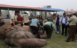 शिविरमा १४ वटा हात्ती उपचार गरिने
