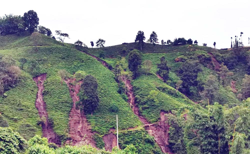 ilam-tea-bagan