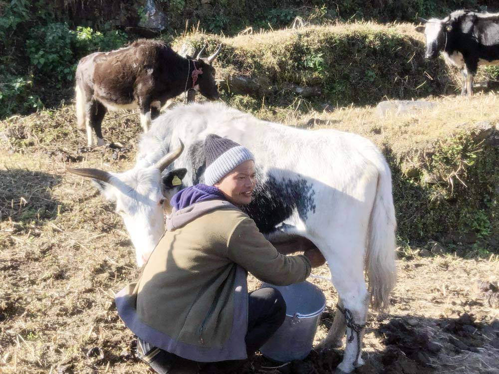 Chauri-ko-dudh-dudai-ghale-Rasuwa-