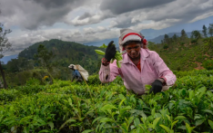 斯里兰卡百年最强飓风致茶园成“荒地” 工人生计受重挫
