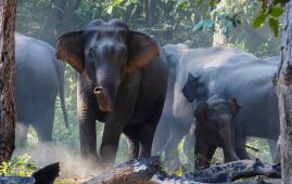 हात्तीको आक्रमणबाट मोरङमा एक जनाको मृत्यु
