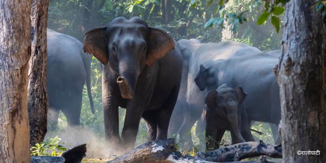 हात्तीको आक्रमणबाट मोरङमा एक जनाको मृत्यु