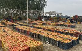 चितवनका तरकारी किसान दंग : खेतबाटै बिक्री हुँदै सिमी र गोलभेँडा, उत्पादन दुबईसम्म पुग्न थाल्यो